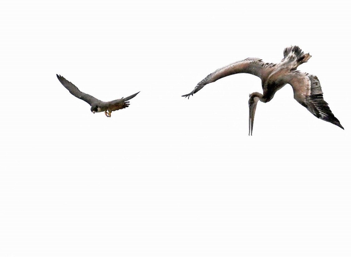 Peregrine Falcon - ML635350734