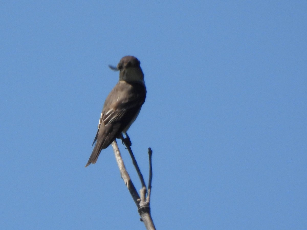 Western Wood-Pewee - ML635350740