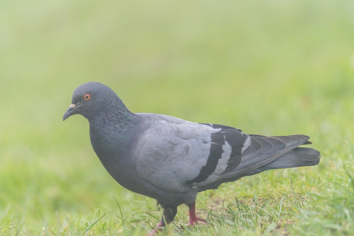 Rock Pigeon (Feral Pigeon) - ML635350750