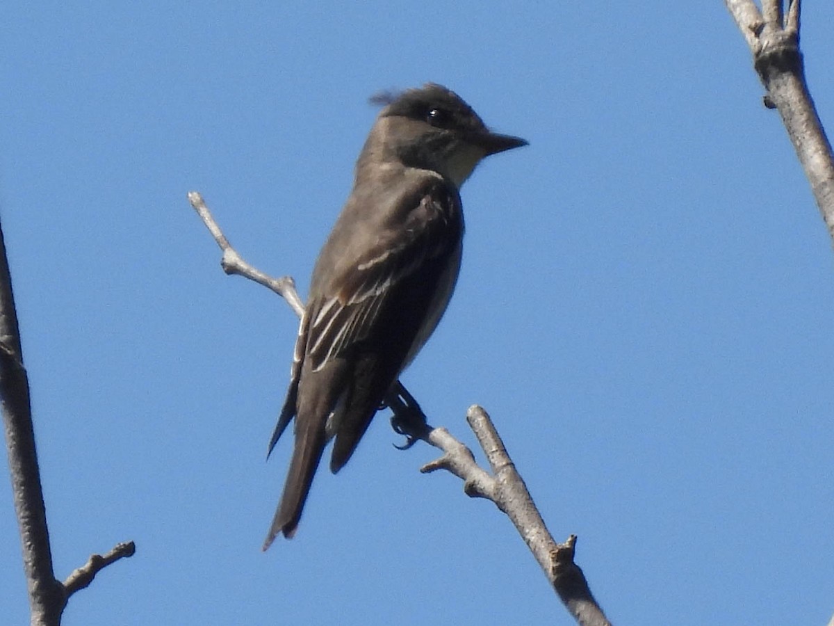 Western Wood-Pewee - ML635350751