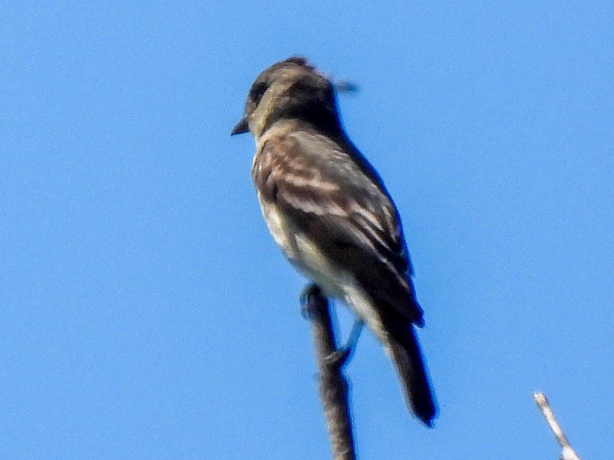 Western Wood-Pewee - ML635350758