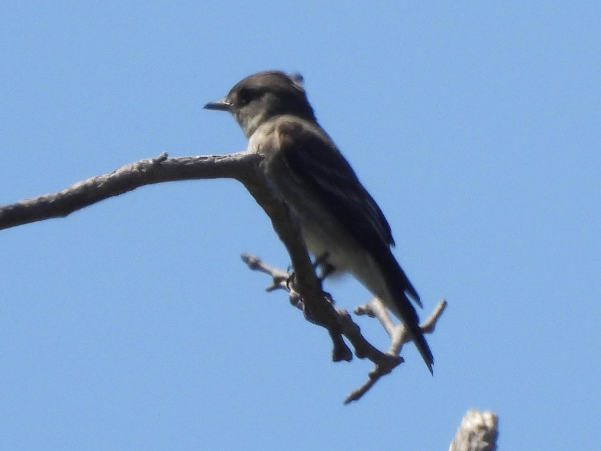 Western Wood-Pewee - ML635350766