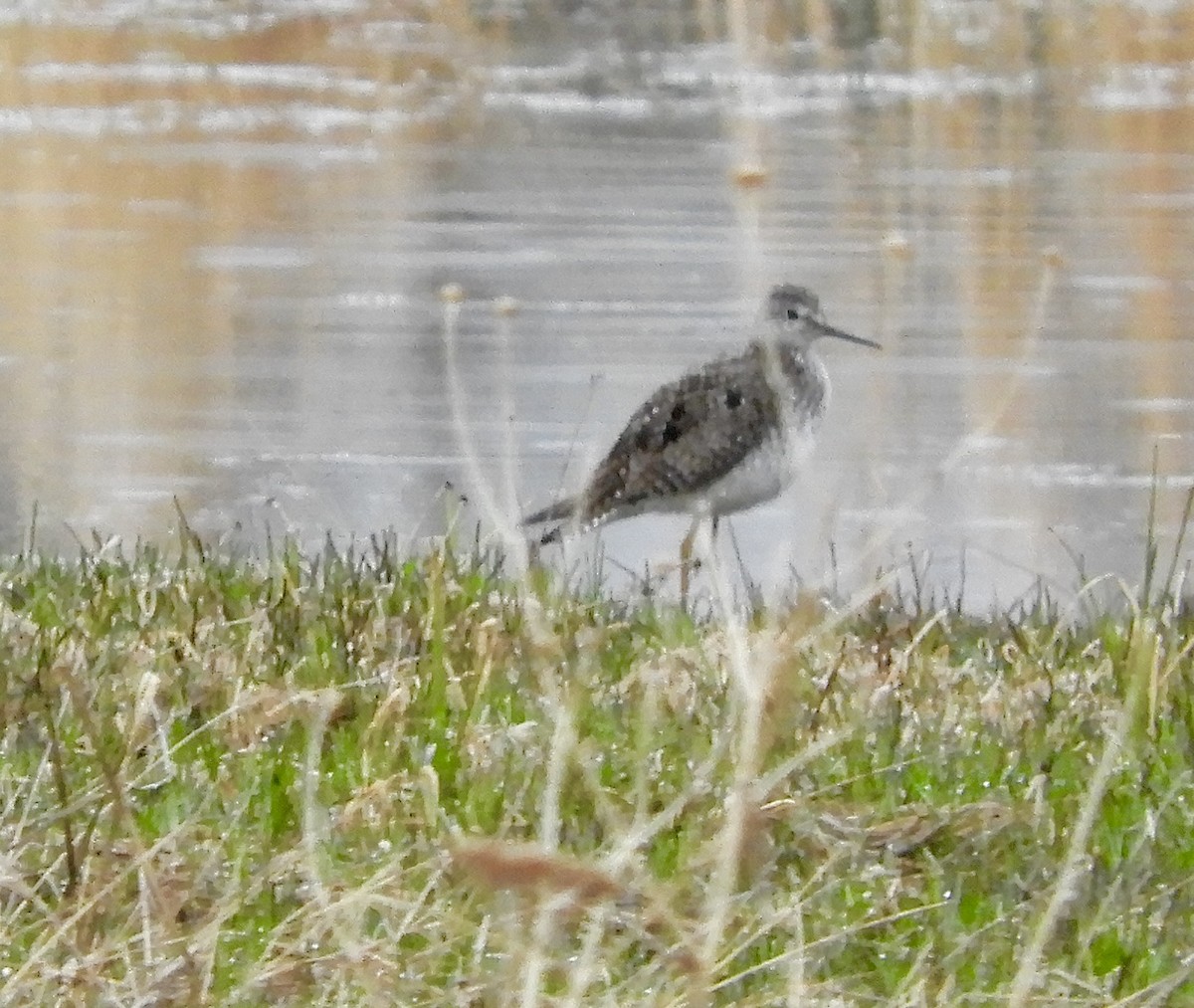 Lesser Yellowlegs - ML635350807