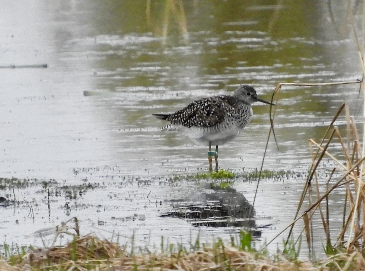 Lesser Yellowlegs - ML635350808