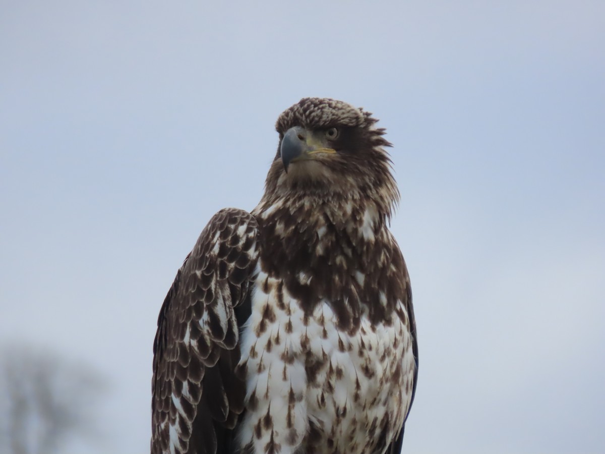 Bald Eagle - ML635350821