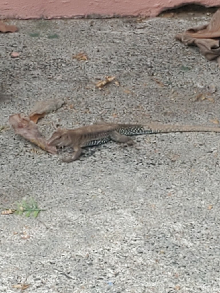 Common Puerto Rican Ameiva - ML635350828