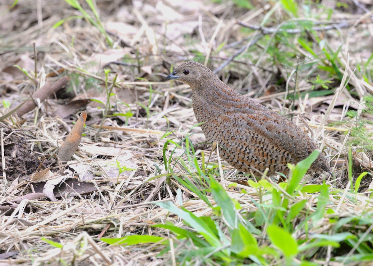 Brown Quail - ML635350847