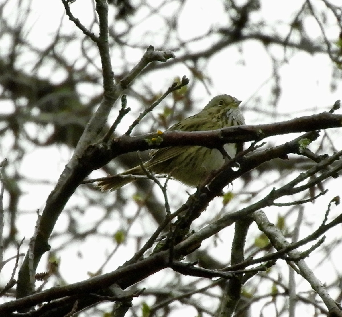 Savannah Sparrow - ML635350866