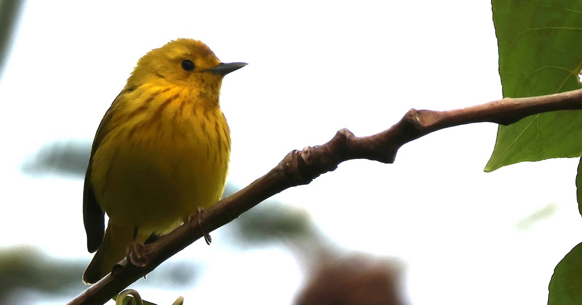 Yellow Warbler - ML635350878