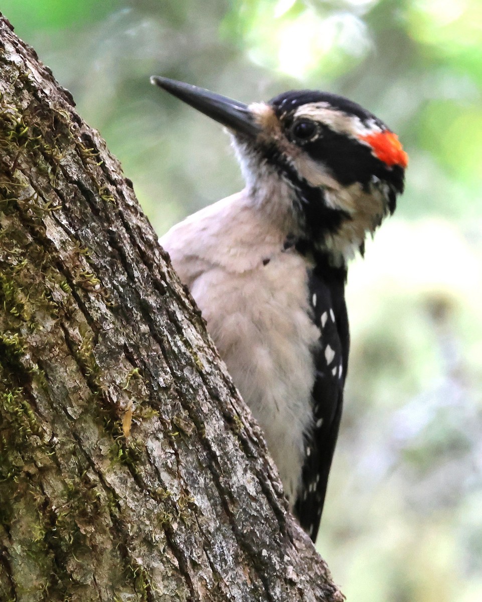 Hairy Woodpecker - ML635350894