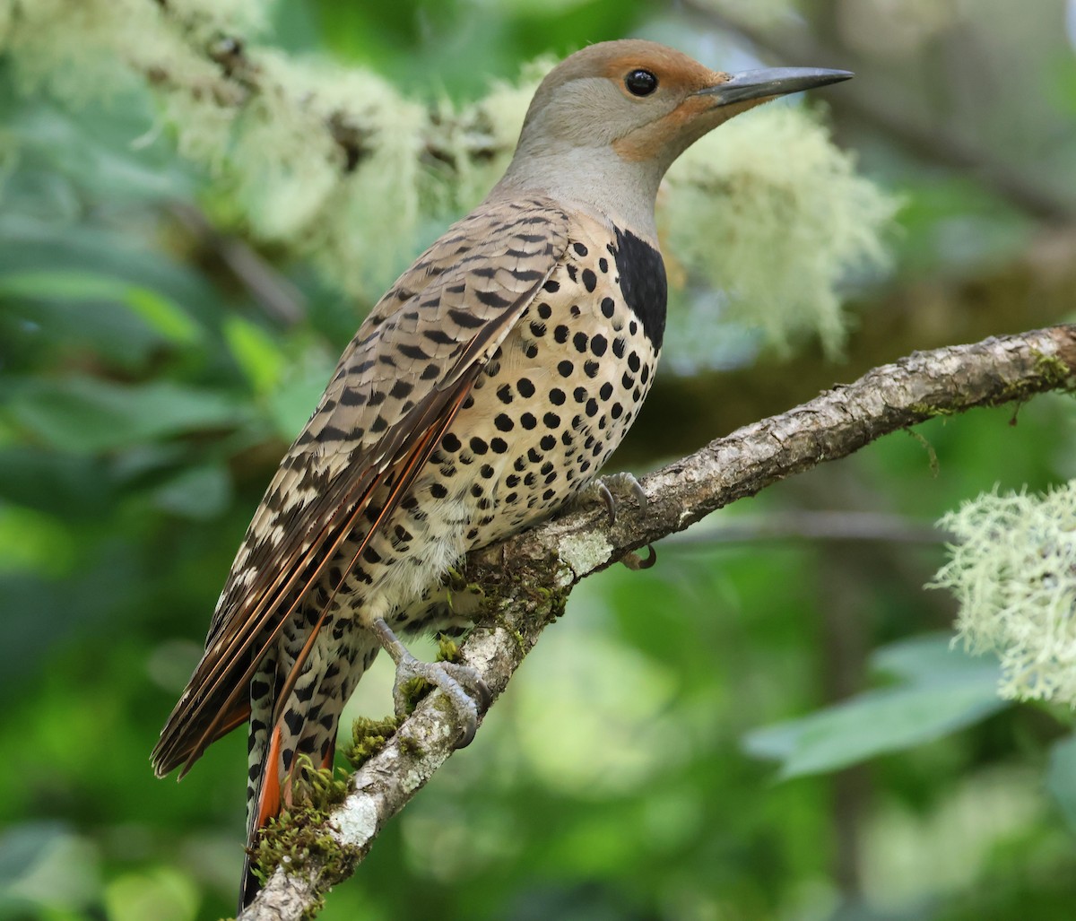 Northern Flicker - ML635350904