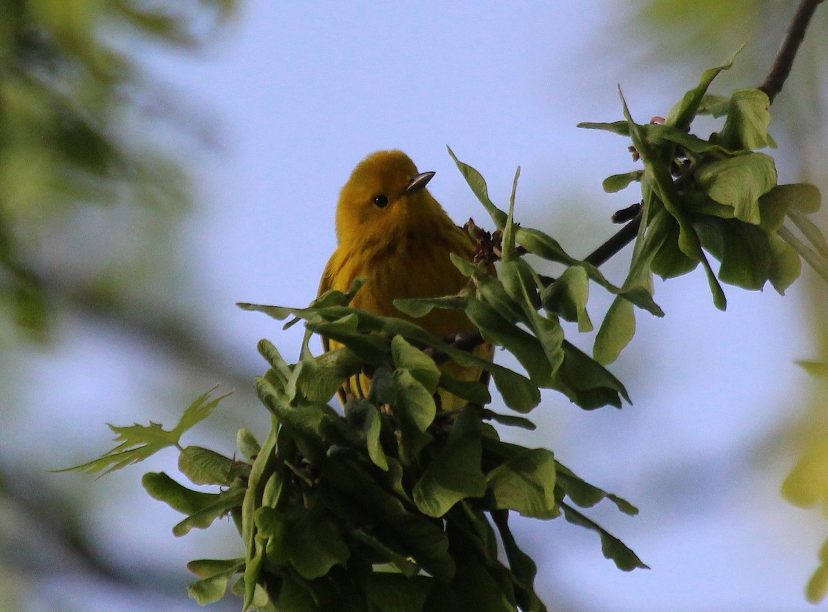 Yellow Warbler - ML635350905