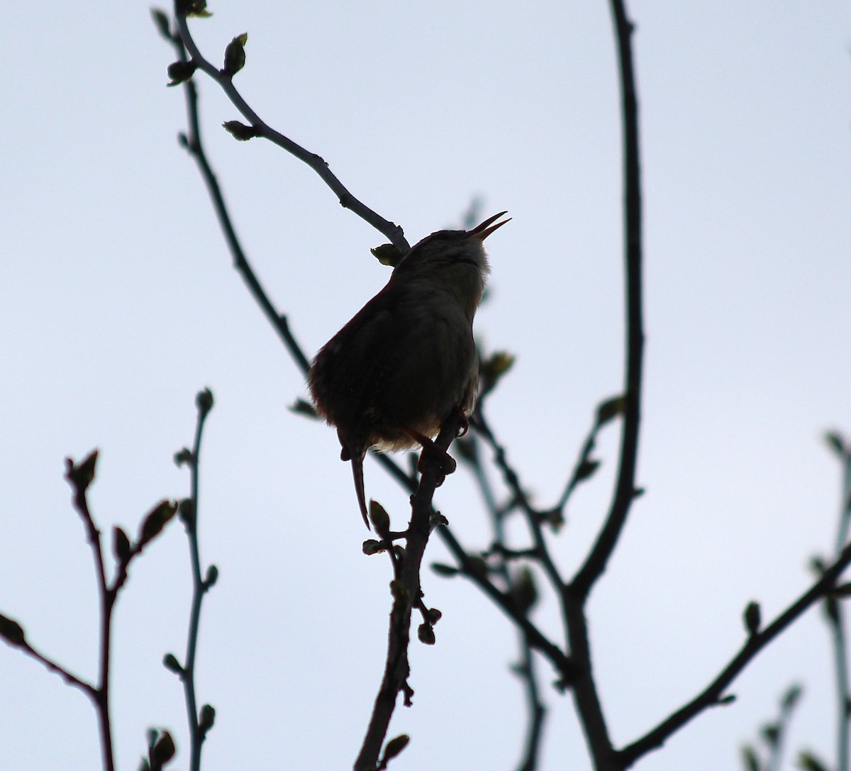 Carolina Wren - ML635350918
