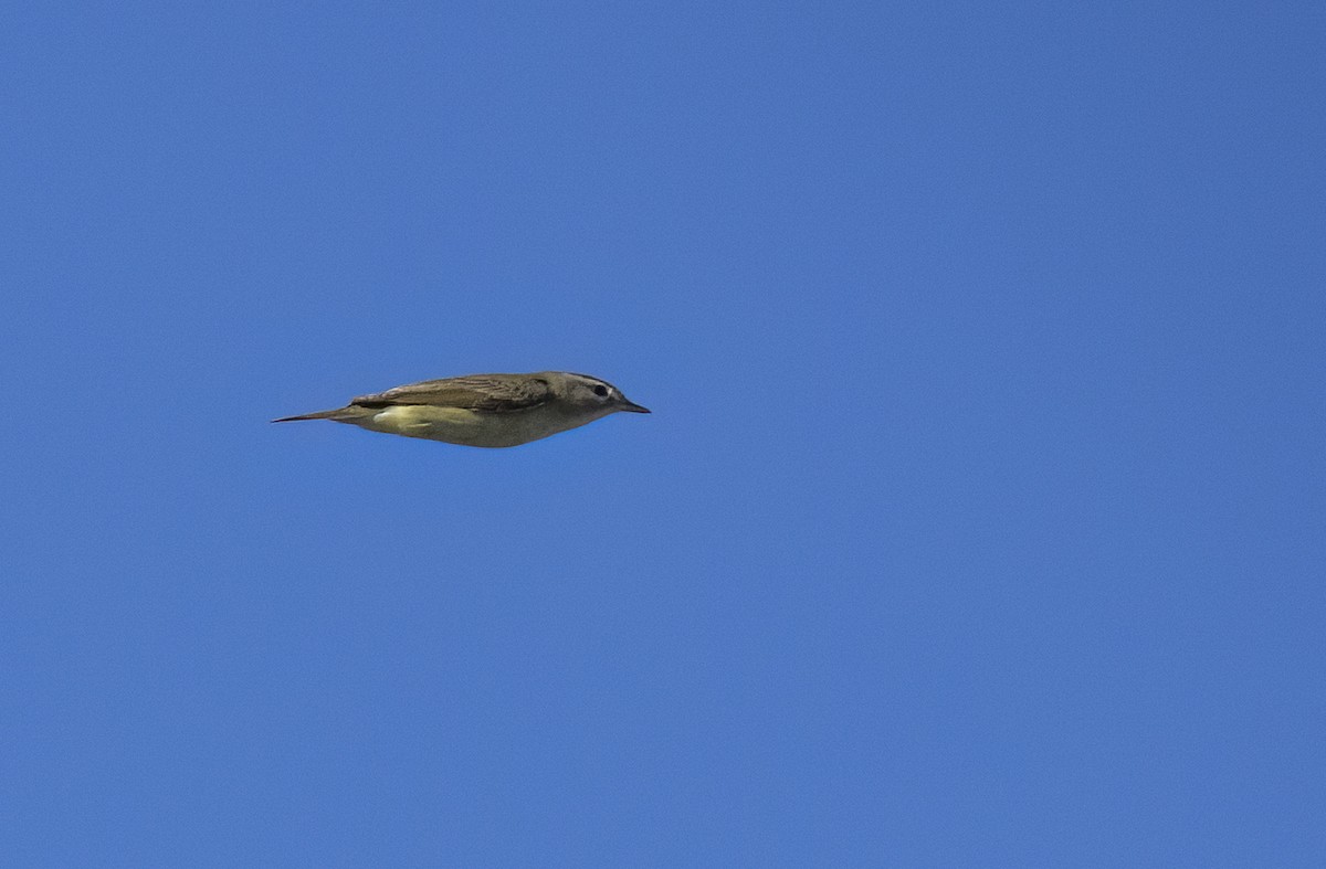Warbling Vireo - ML635350923