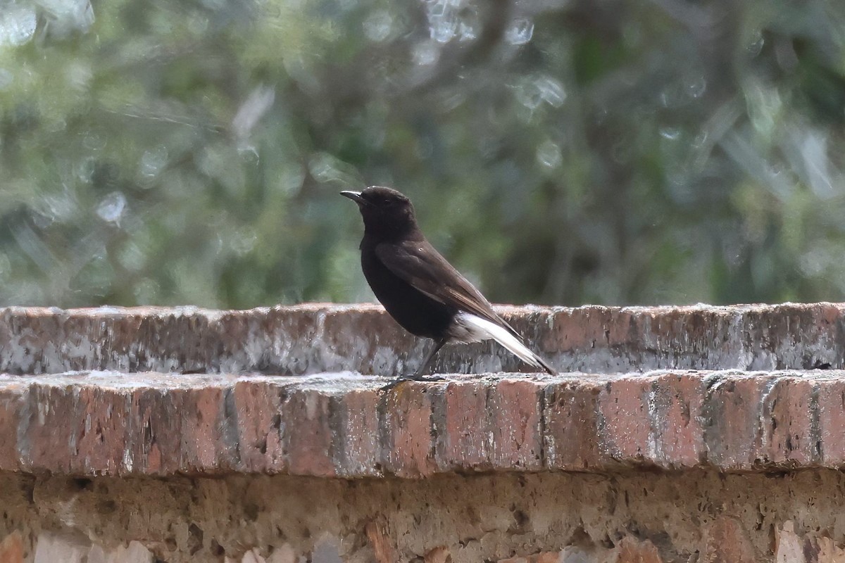 Black Wheatear - ML635350941