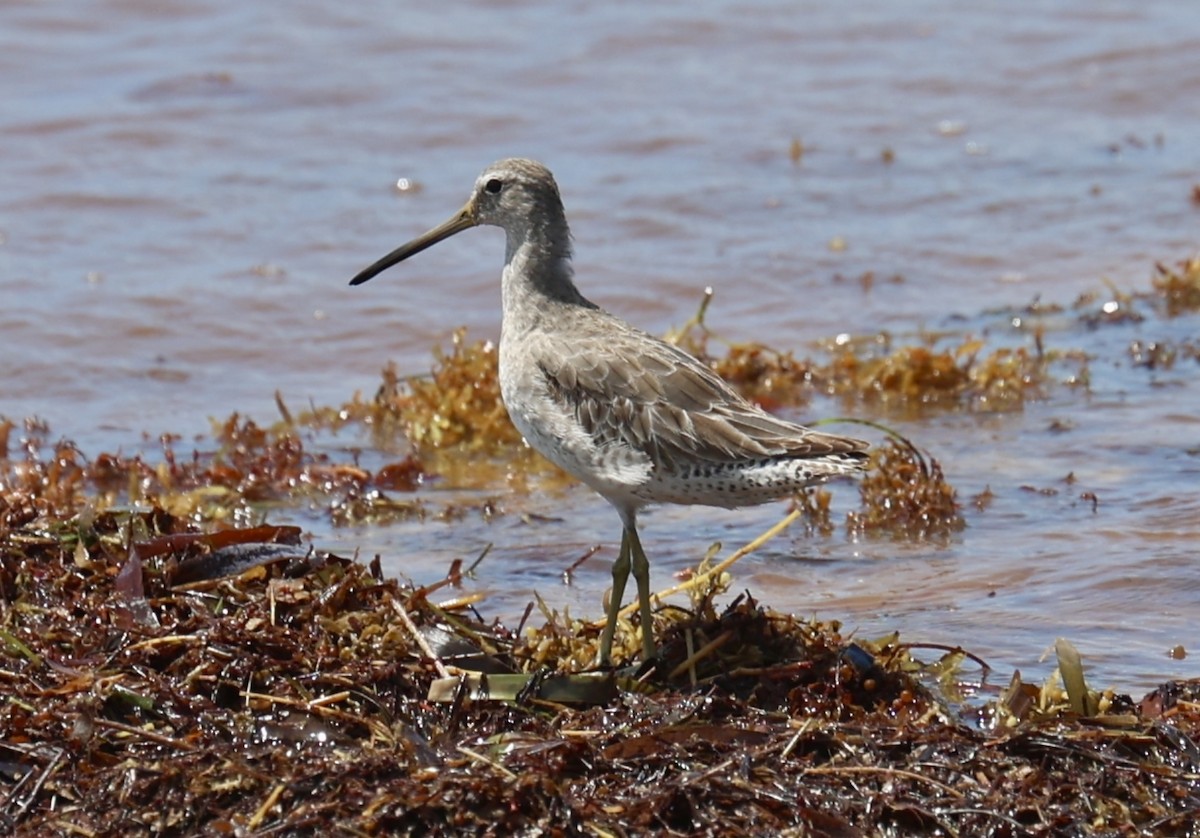 Short-billed Dowitcher - ML635350945
