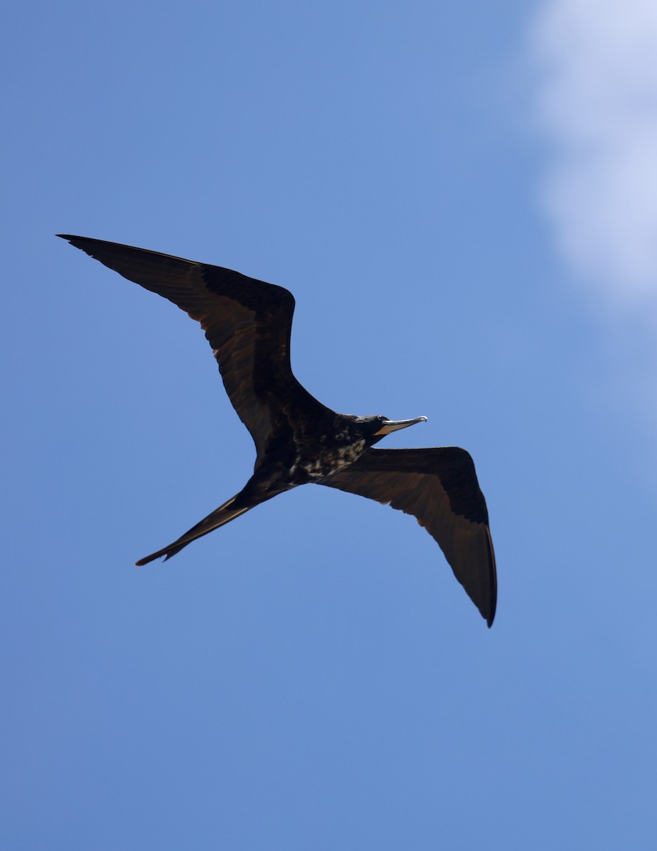Magnificent Frigatebird - ML635350951