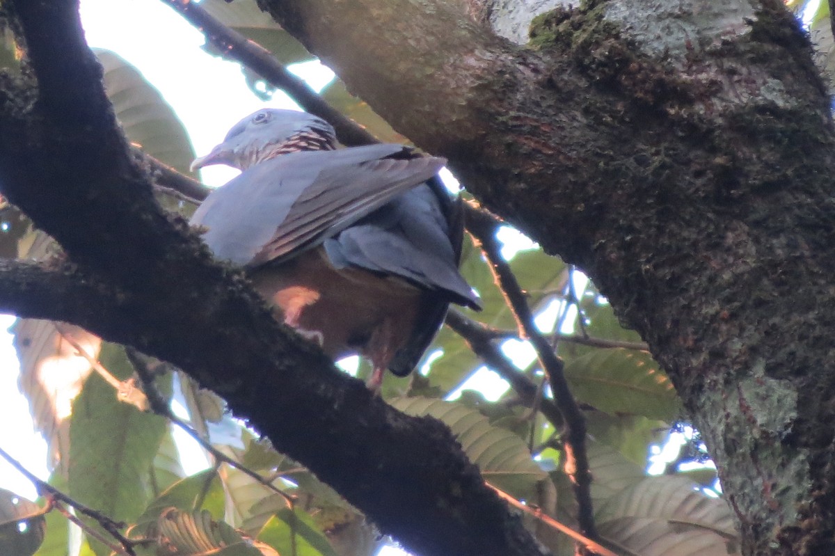 Ashy Wood-Pigeon - ML635350959