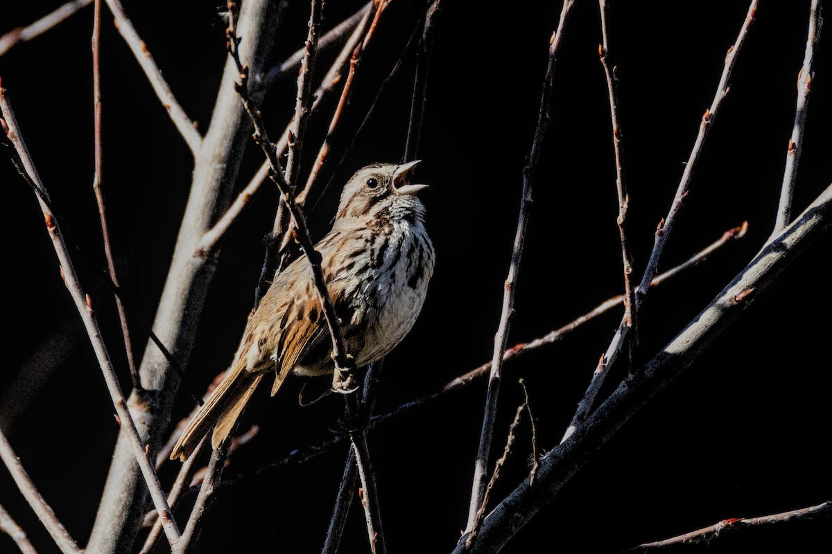 Song Sparrow - ML635350991