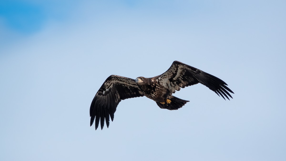 Bald Eagle - ML635351001