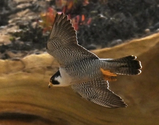 Peregrine Falcon - ML635351005