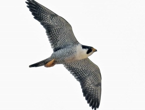 Peregrine Falcon - ML635351006