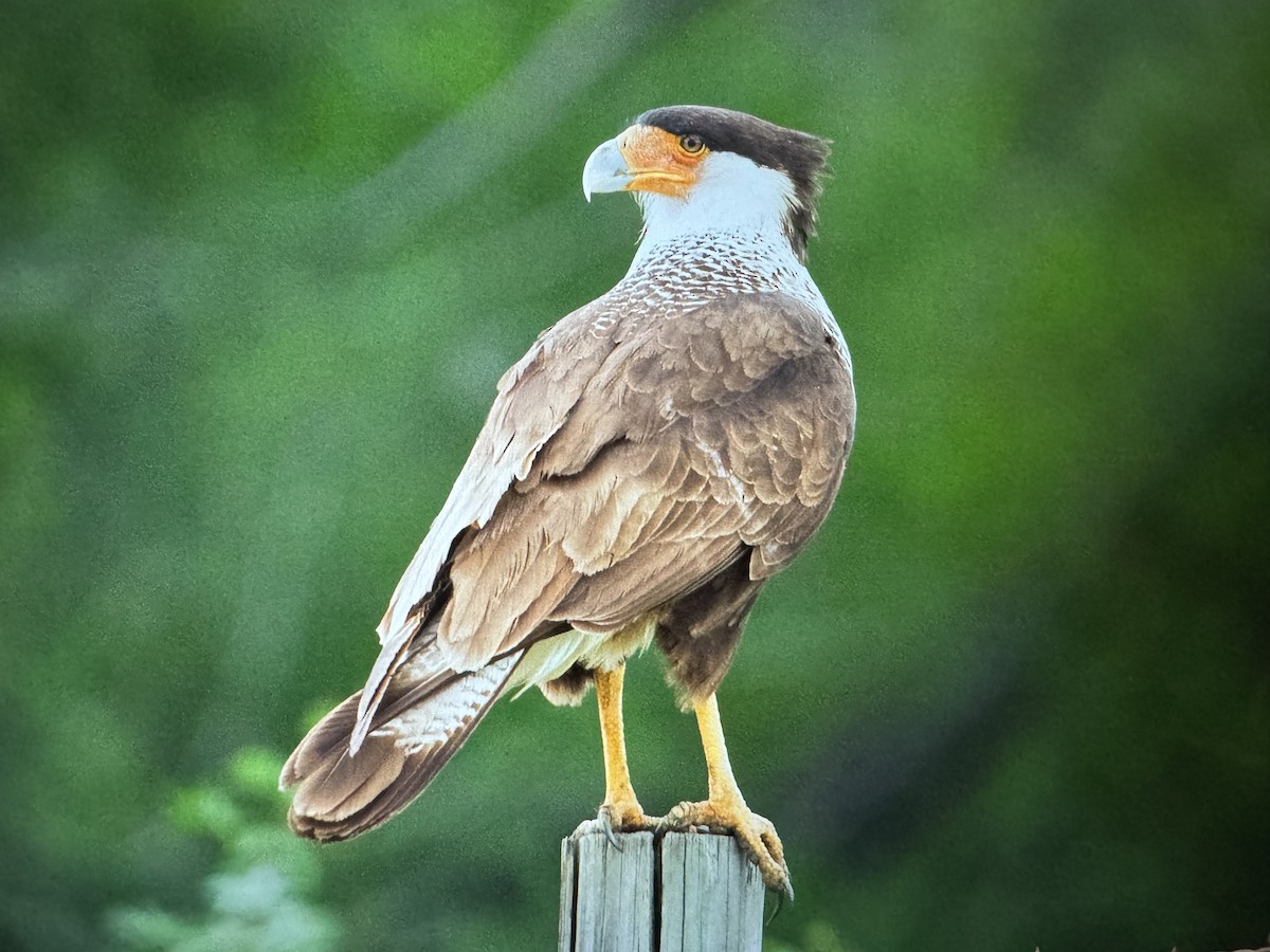 Crested Caracara (Northern) - ML635351022