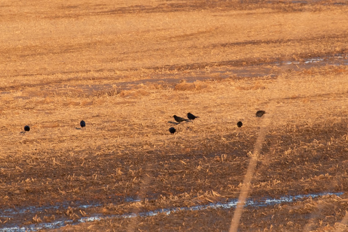 Brewer's Blackbird - ML635351042