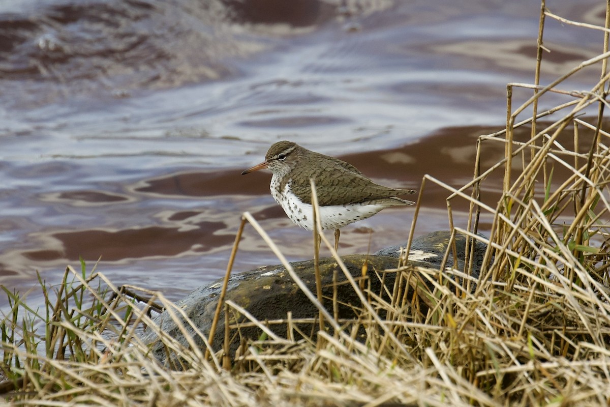 Spotted Sandpiper - ML635351045