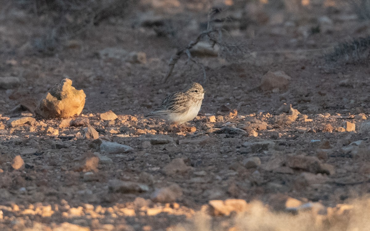 Çorak Toygarı - ML635351058
