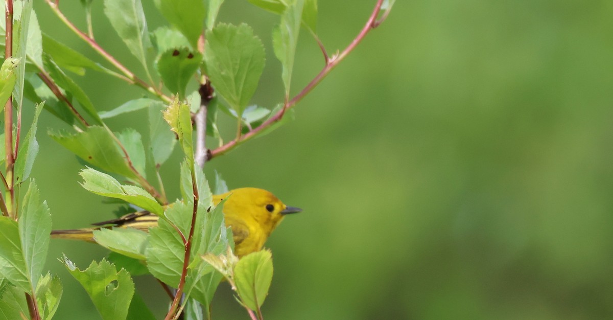 Yellow Warbler - ML635351059