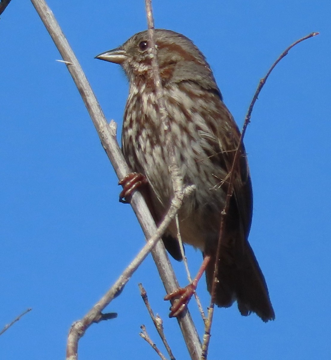 Song Sparrow - ML635351063