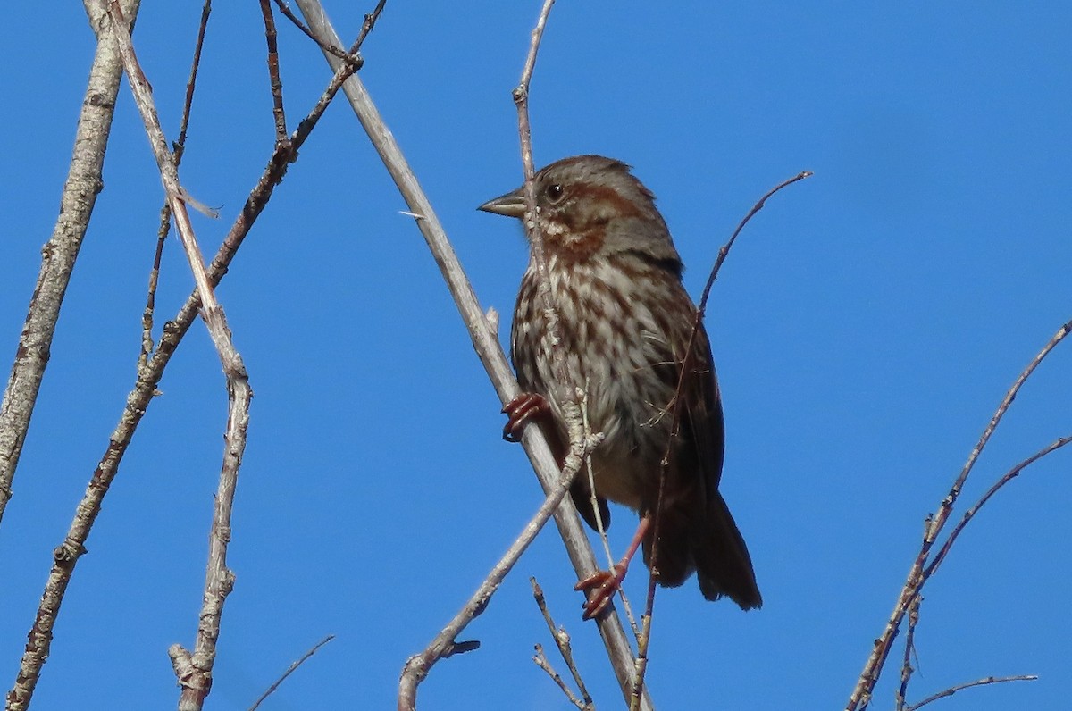 Song Sparrow - ML635351064
