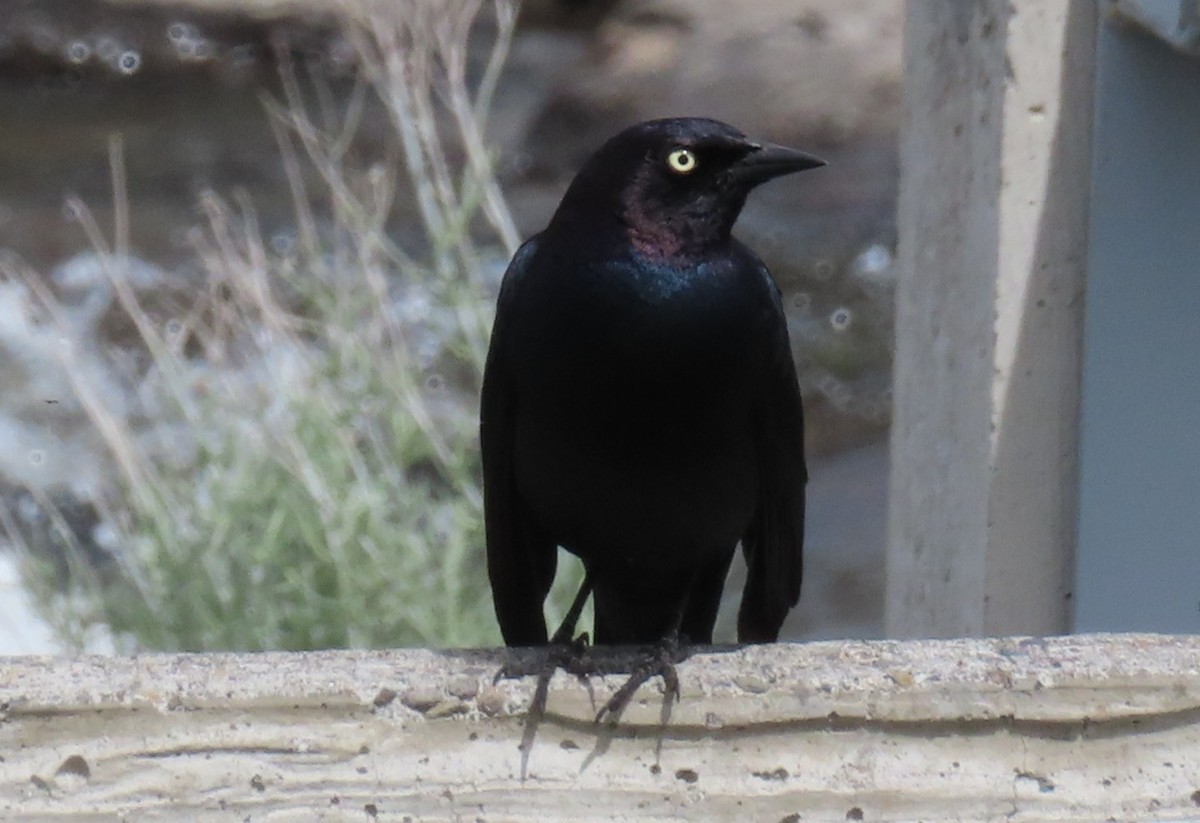 Brewer's Blackbird - ML635351097
