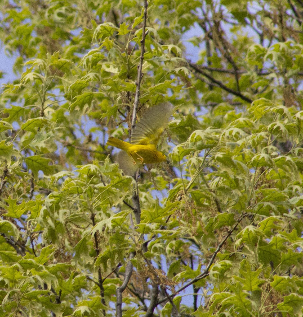 Yellow Warbler - ML635351098