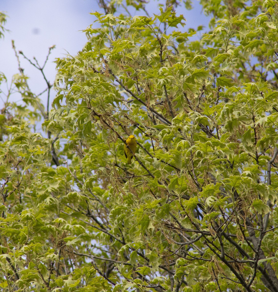 Yellow Warbler - ML635351099