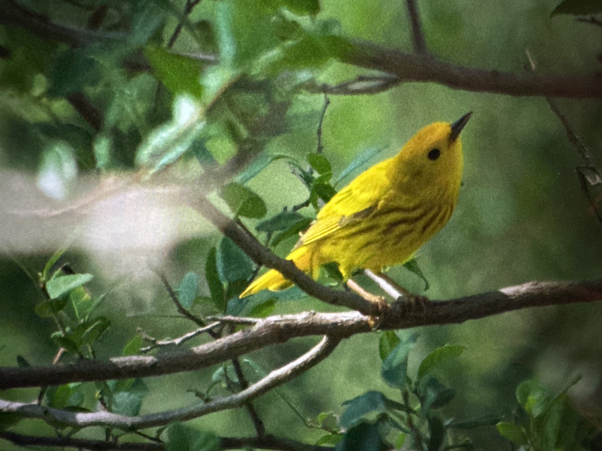 Yellow Warbler - ML635351112