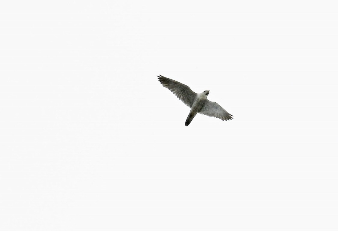 Peregrine Falcon - ML635351113