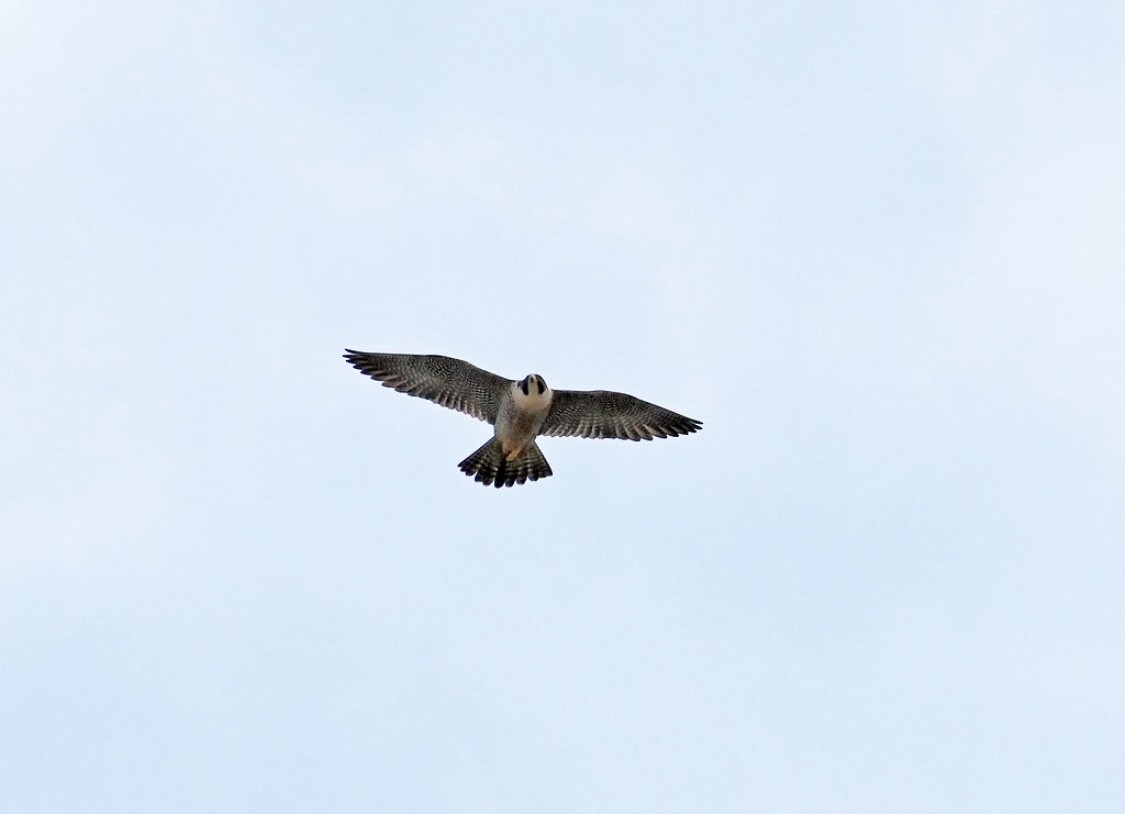 Peregrine Falcon - ML635351114