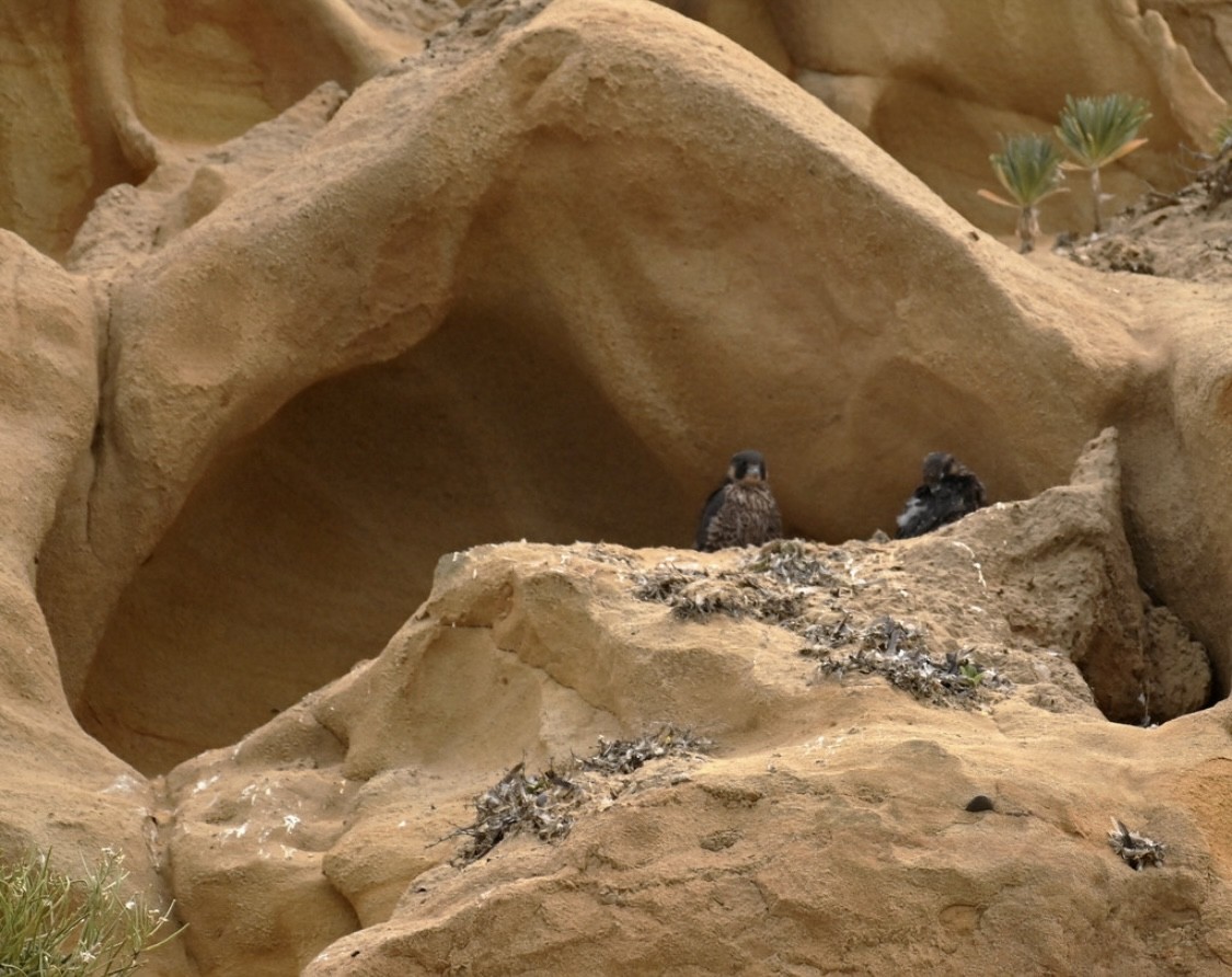 Peregrine Falcon - ML635351115
