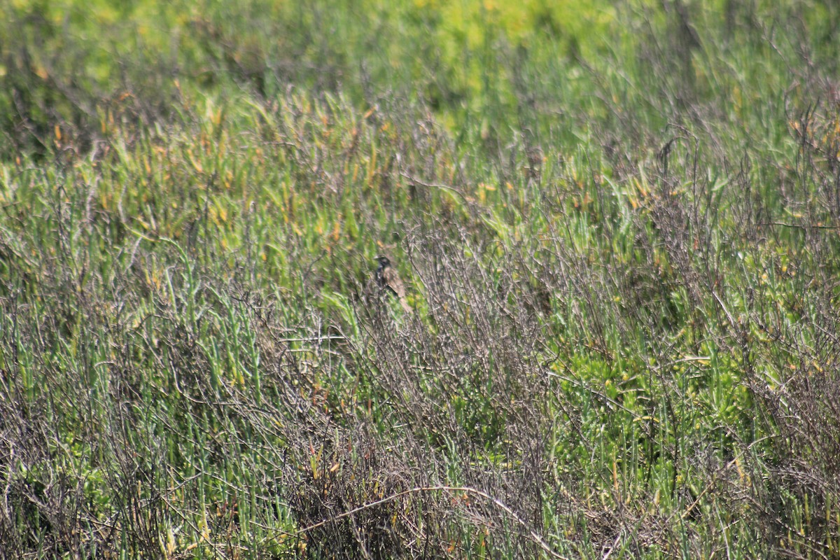 Savannah Sparrow - ML635351125
