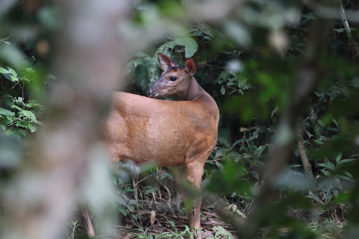 Northwestern Red Brocket - ML635351144