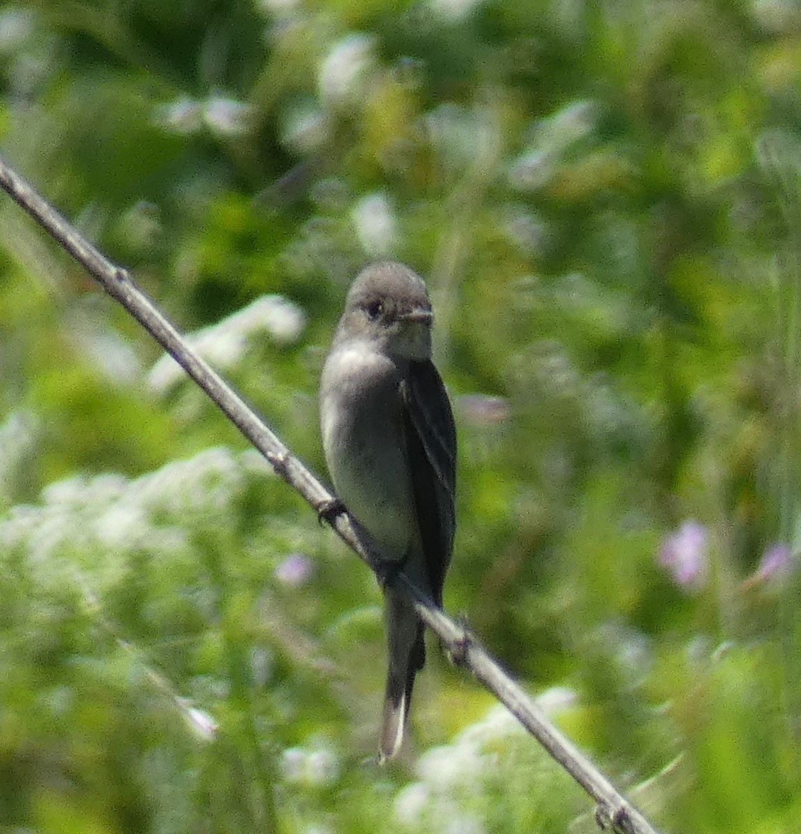 Western Wood-Pewee - ML635351150