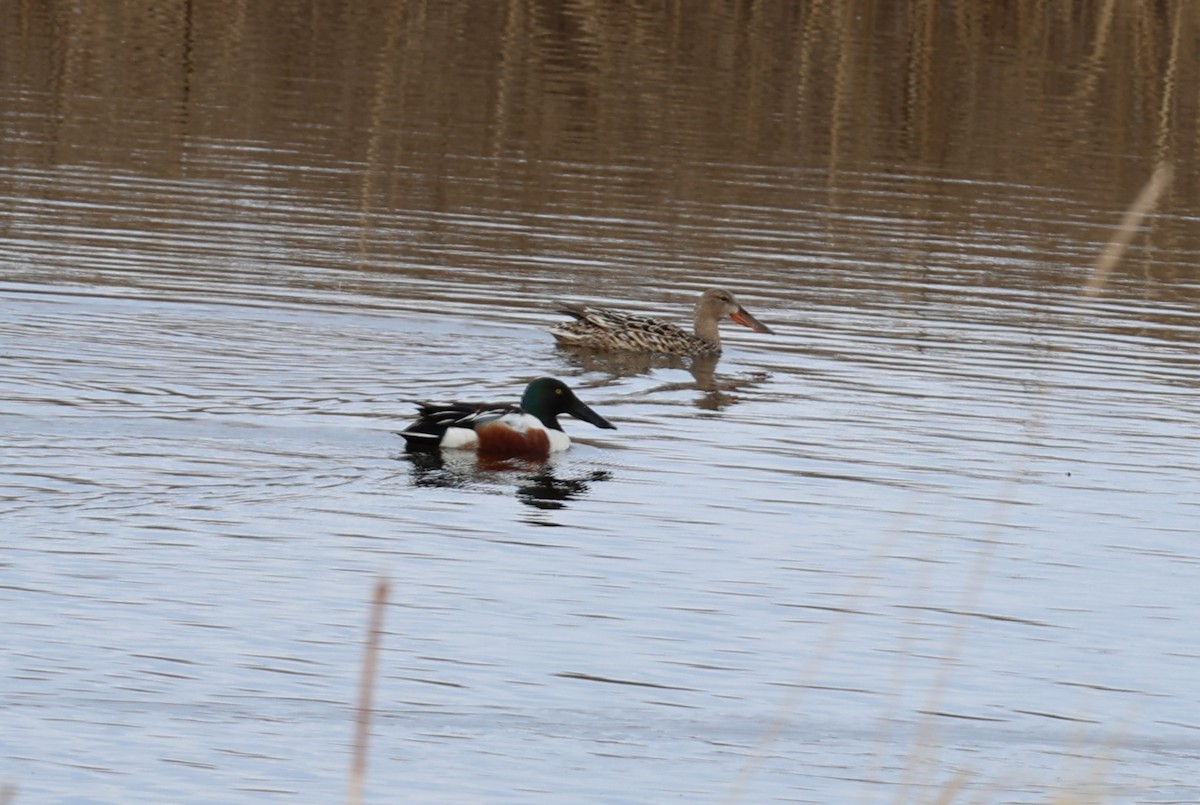 Northern Shoveler - ML635351170