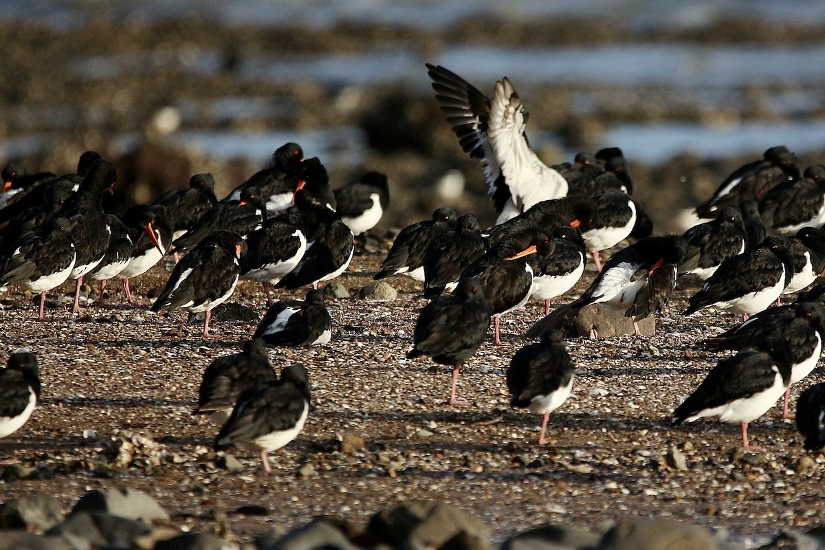 South Island Oystercatcher - ML635351175
