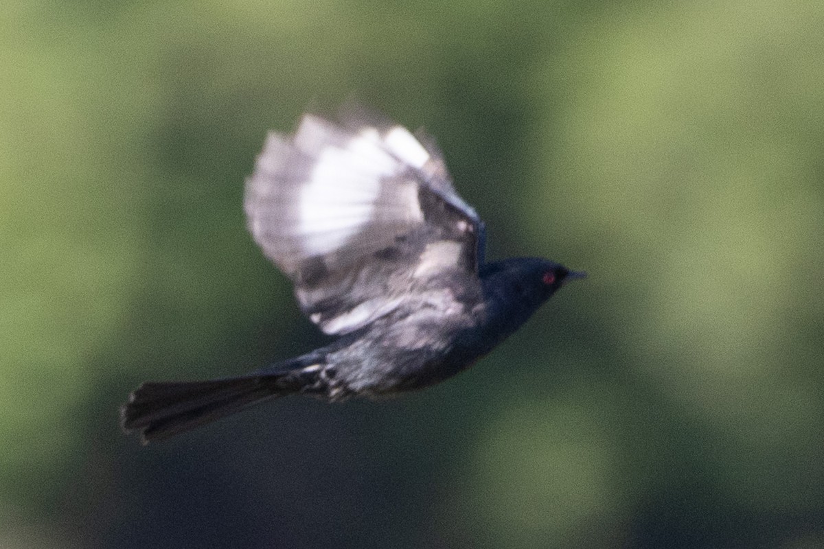 Phainopepla - ML635351194