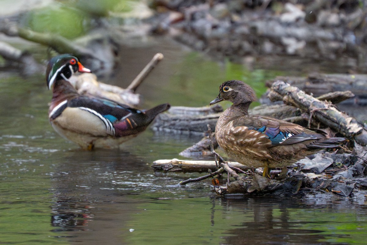 Wood Duck - ML635351204
