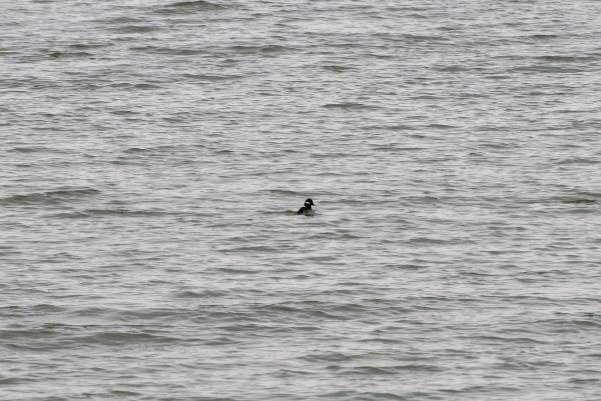 Bufflehead - ML635351249