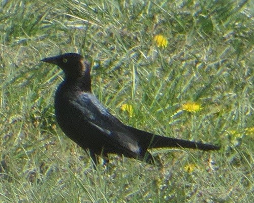 Brewer's Blackbird - ML635351259