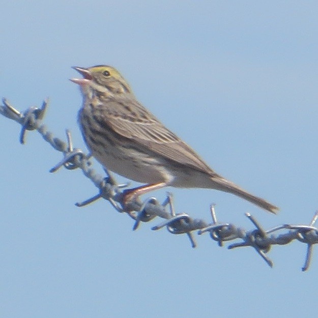 Savannah Sparrow - ML635351301
